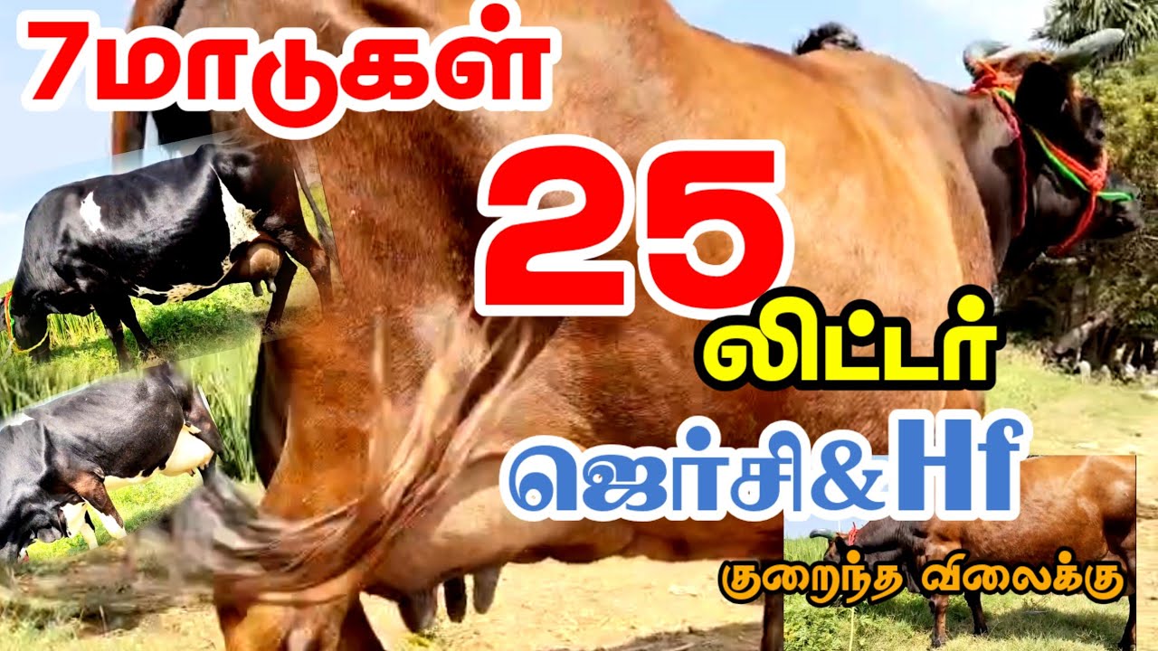7 மாடுகள், 25லிட்டர் கறவை கொண்ட ஜெர்சி மற்றும் hf சினை மாடுகள் ஒரே இடத்தில் விற்பனைக்கு வந்துள்ளது 