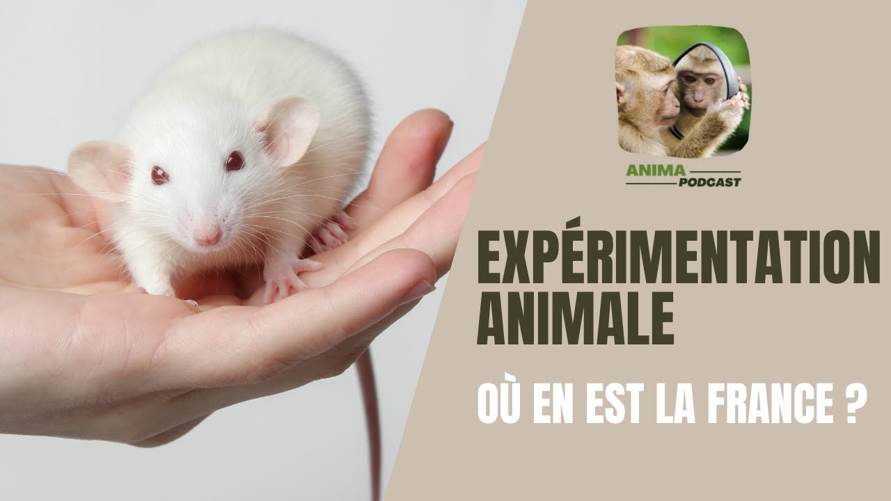 Expérimentation animale : où en est la France ?