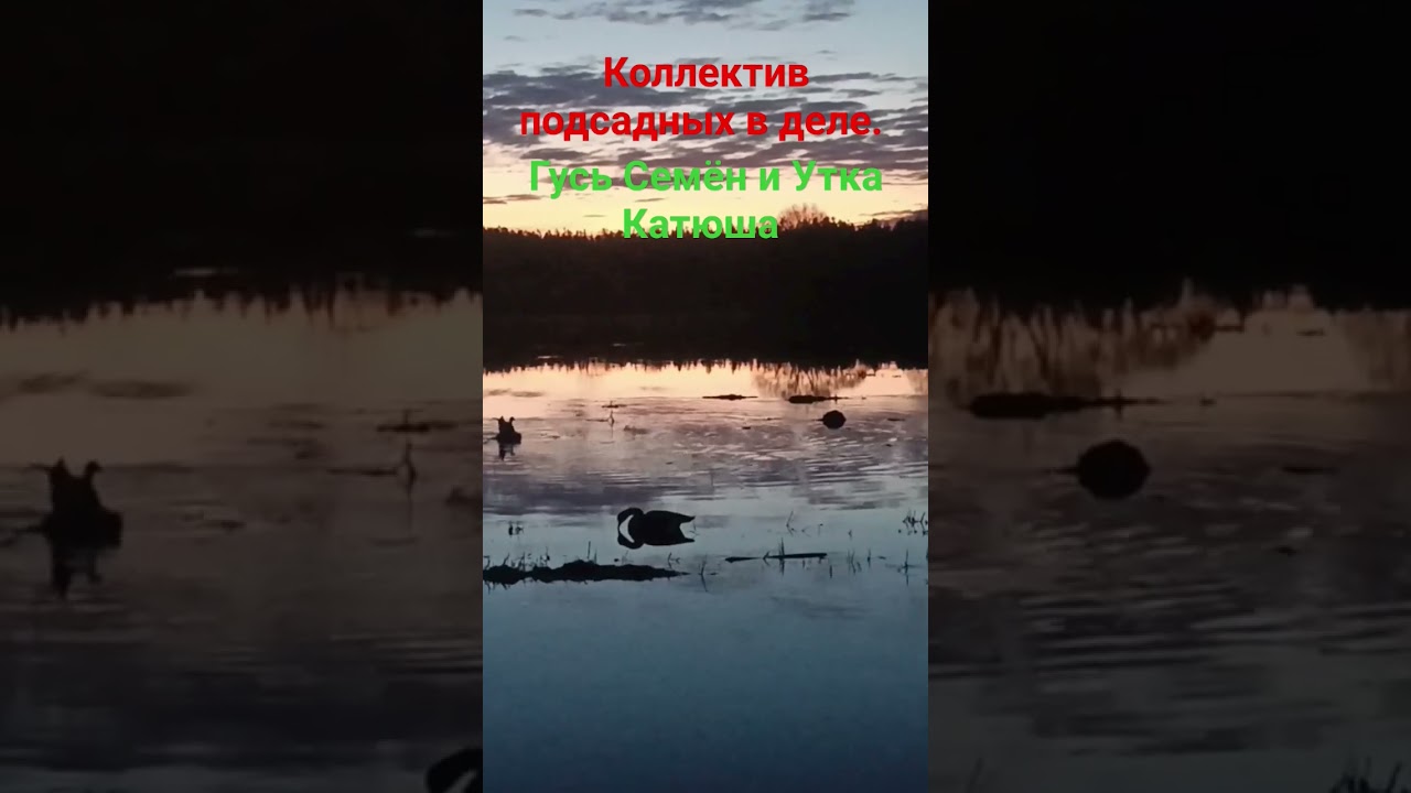 Охота на Гуся и Селезня.Осадка#охотанагуся#гуси#охотанаселезня#охота