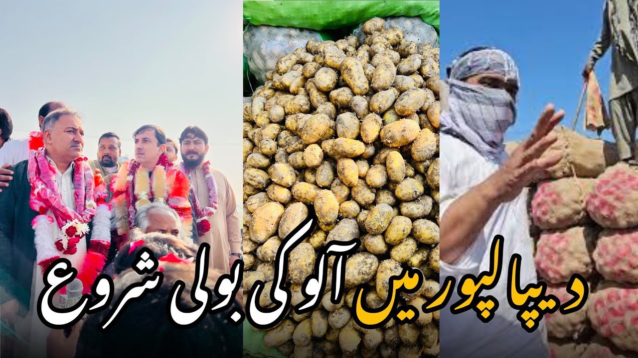 Boli Ka Pehla Din | Kitna Rate or Kitna Maal Aya? | Border ke Hawale Se Bht Badi Khabar 