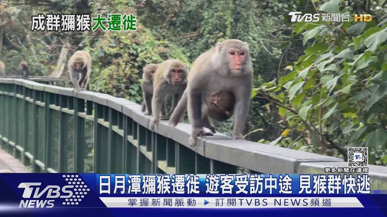 日月潭獼猴遷徙 遊客受訪中途 見猴群快逃｜TVBS新聞 @TVBSNEWS01