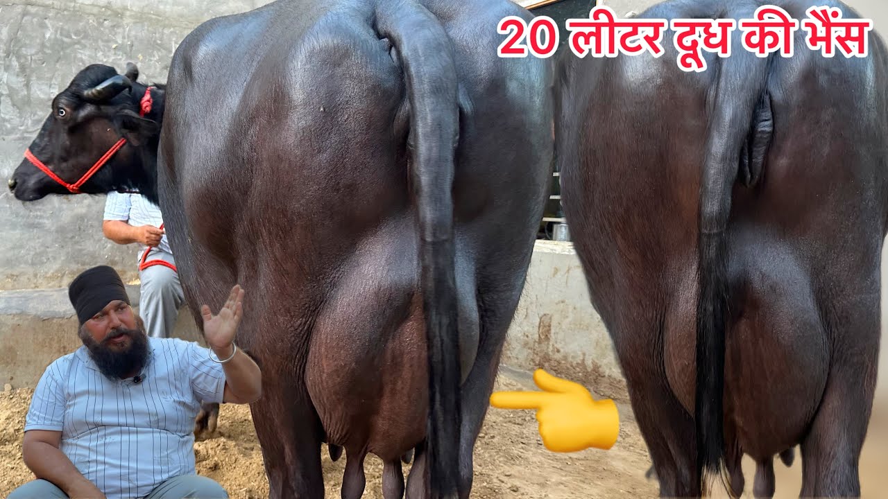 🔥 Dang साहब का नगीना 20 लीटर दूध तैयार । 3 भैंसे और 3 गाय बिकाऊ । 6 Animal For Sale Dang Dairy Farm