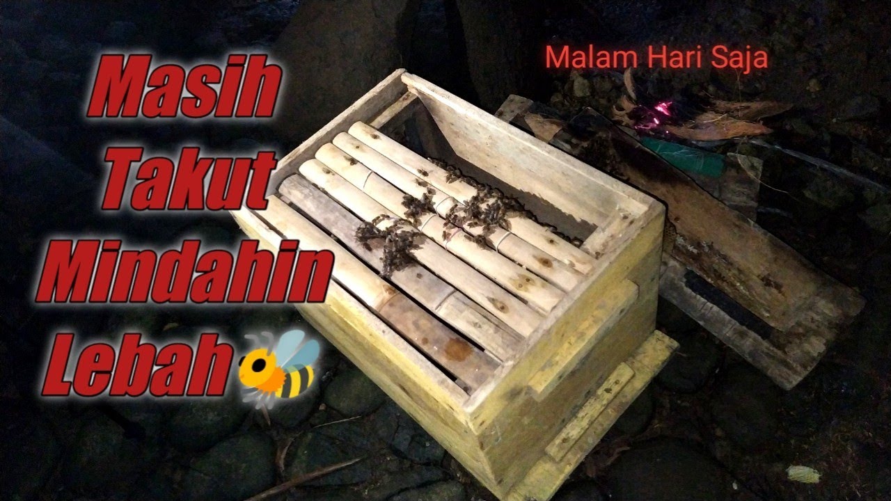 Proses Pemindahan Lebah Apis Cerana di Malam Hari