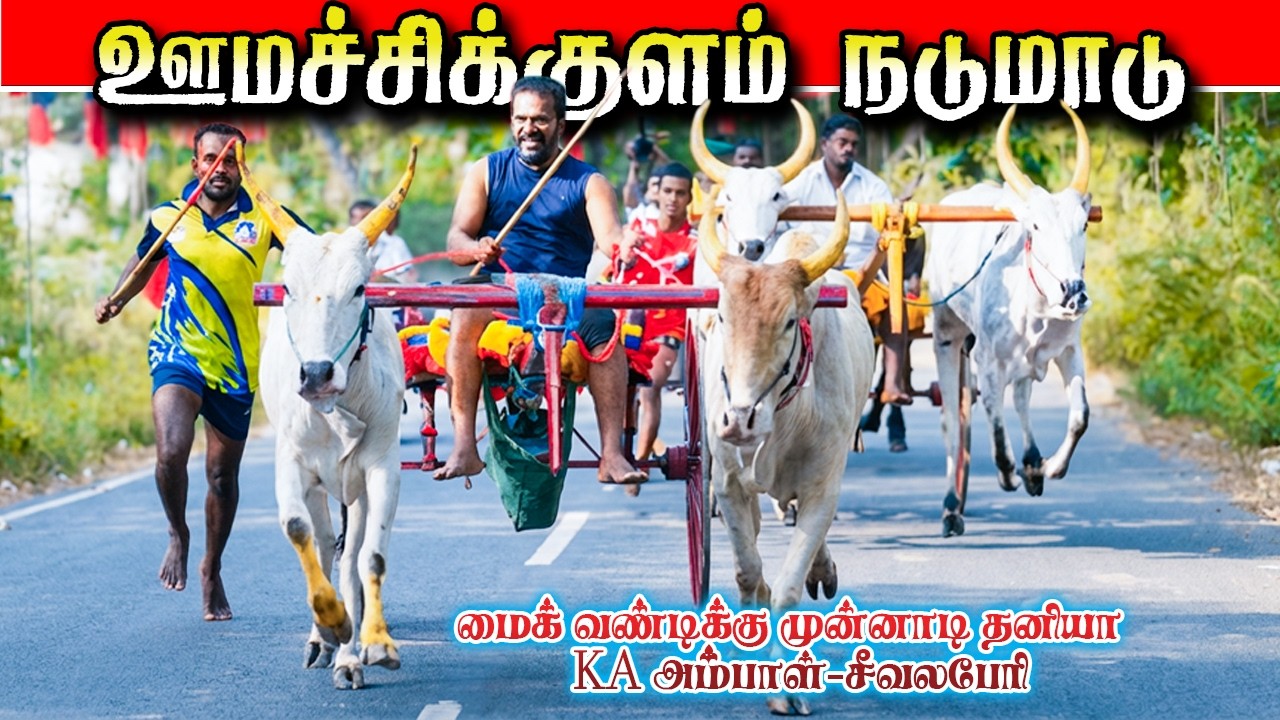 ஊமச்சிக்குளம் நடுமாடு  01/02/2026 Umachikkulam nadu maadu#krish_studio_kattumavadi