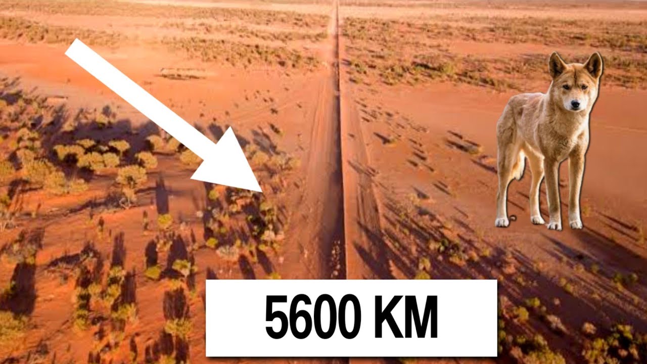 World longest fence ! Border ! Dingo Fence