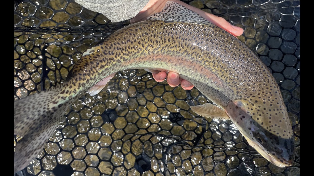 Mid June Oregon Fishing Report - Salmon/Steelhead/Trout