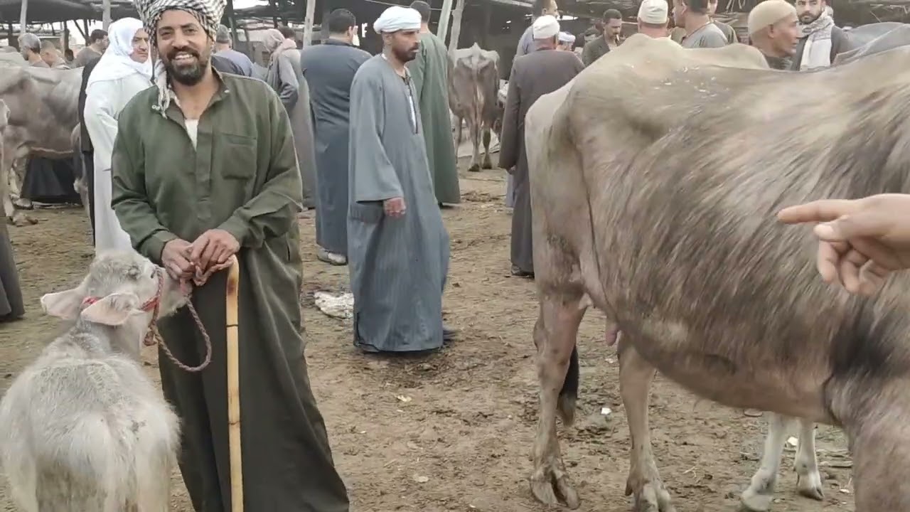 اغلى جاموسه والده هبلت التجار كله عاوز يشتريها في سوق شبين الكوم