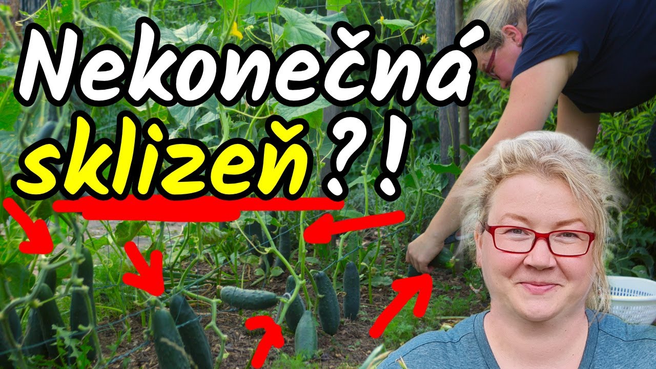 ⚠️Tolik okurek jste v životě ještě neměli! 😲Vyzkoušejte tento TRIK pro NEKONEČNOU sklizeň okurek!