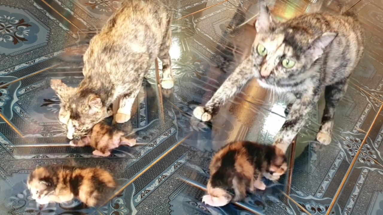 The mother cat takes her cubs to a safe place