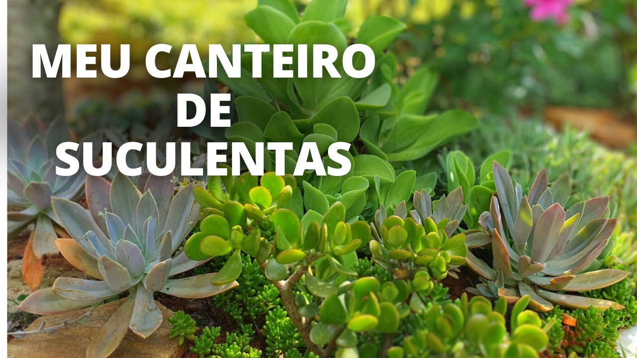Meu canteiro de Suculentas