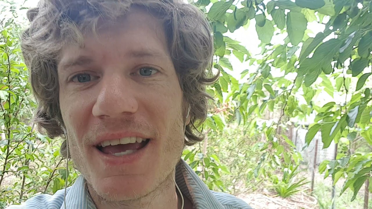 Shahtoot you know better! growing white mulberry plants in sub tropical permaculture food forest