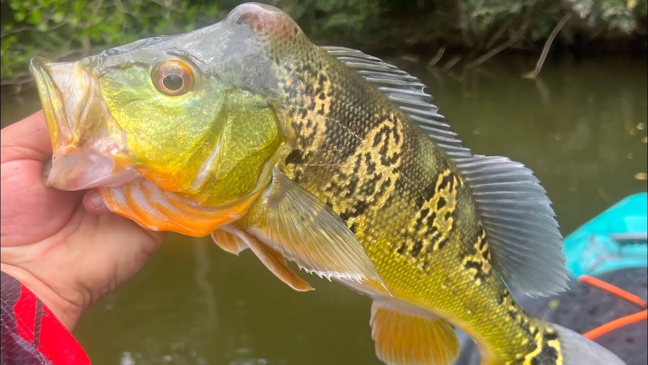 Lo que nos gusta pesca de tucunare en Puerto Rico #catchandrelease #fishing #fypシ゚viral #tucunare 