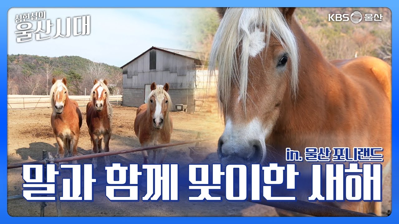 심현섭의 울산시대 (울산 한 바퀴) 말과 함께 맞이한 새해 in. 울산 포니랜드