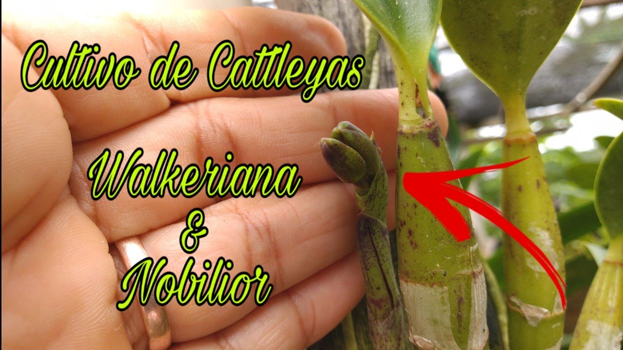 Cultivo de Cattleyas Walkeriana Nobilior