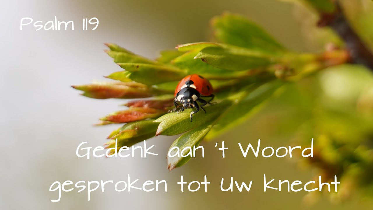 Psalm 119 - Gebed & Dankbaarheid