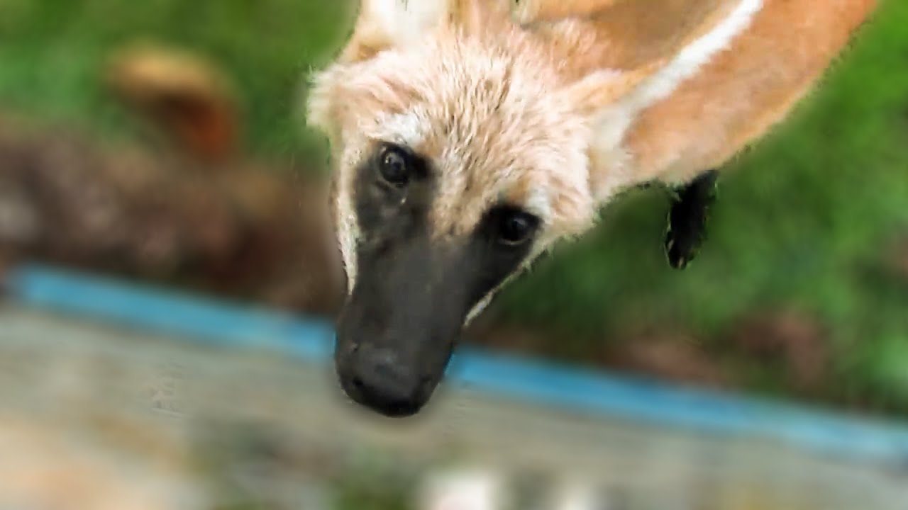 Saying hi to the rescued Maned Wolf pup