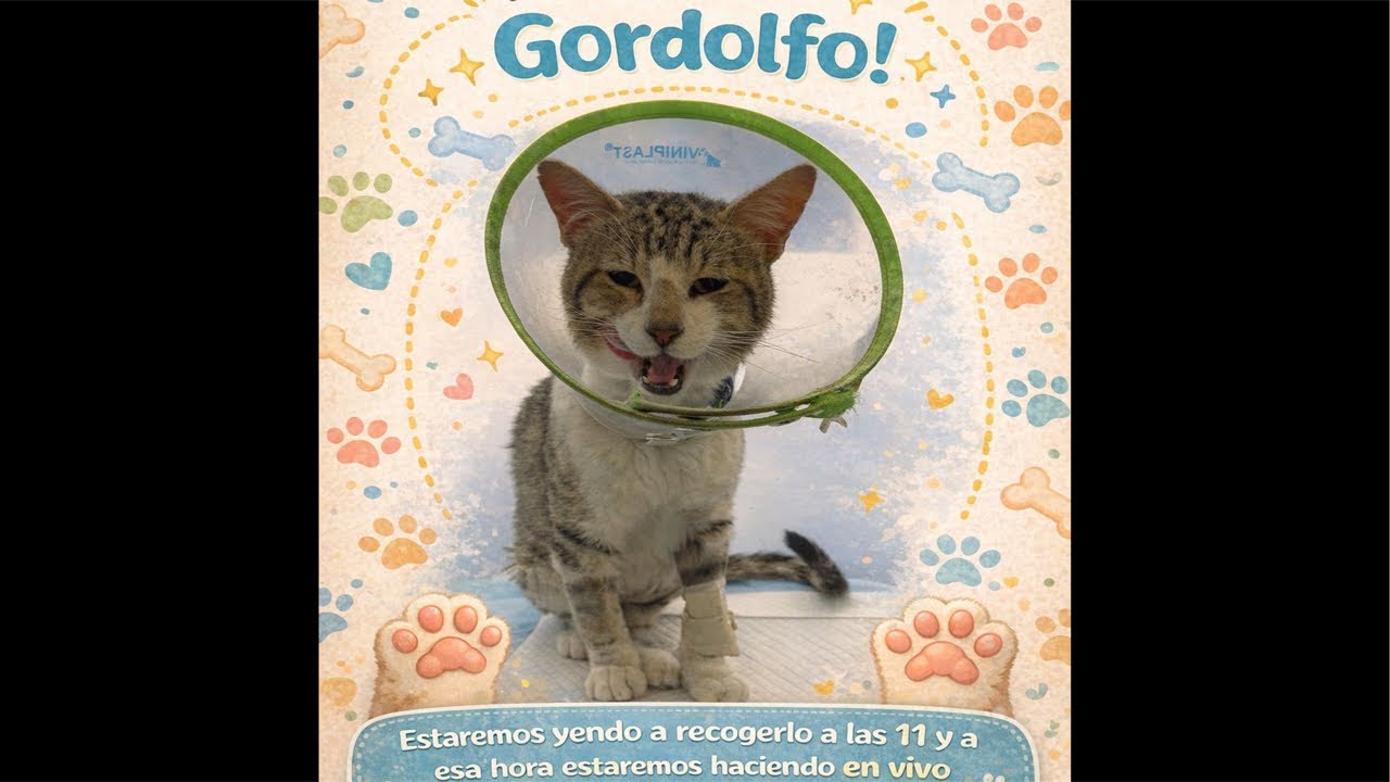 Hoy dan de alta parcial a gordolfo (acompáñenos ♥️) -Michi House ❤️🐱