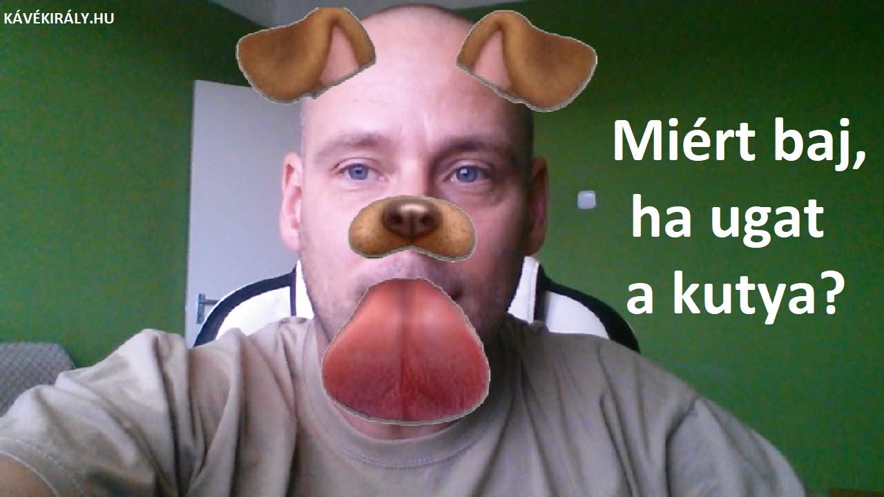 Miért baj, ha ugat a kutyám - és mit tegyek, hogy ne ugasson?