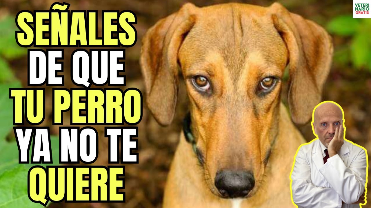 😱 ESTAS SON LAS SEÑALES DE QUE TU PERRO YA NO TE QUIERE 😱