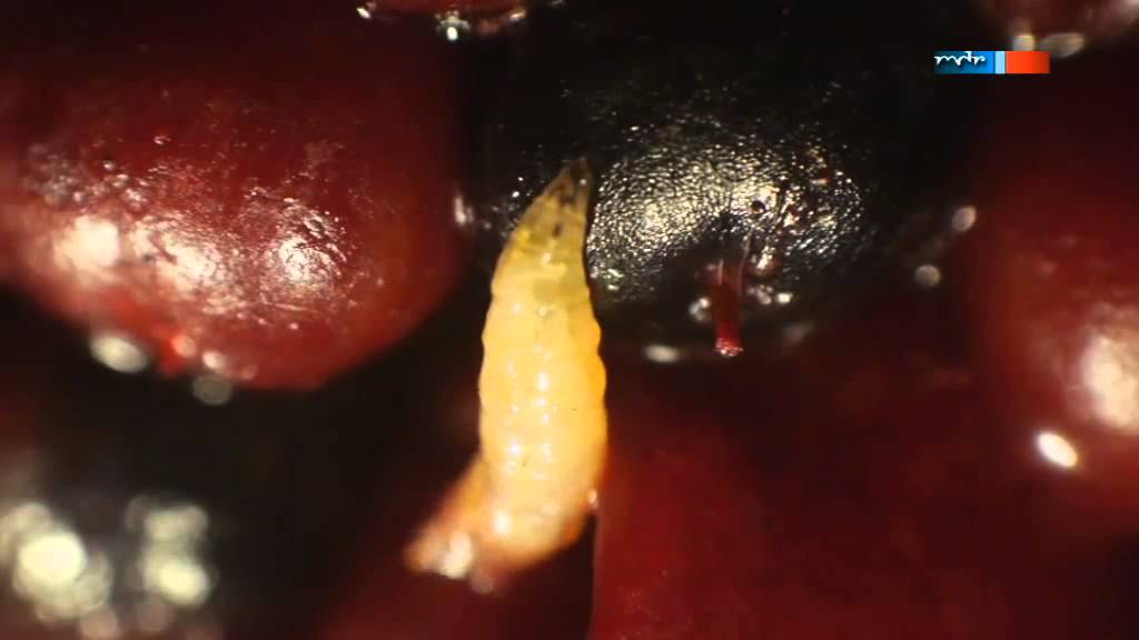 Drosophila suzukii - Kirschessigfliege