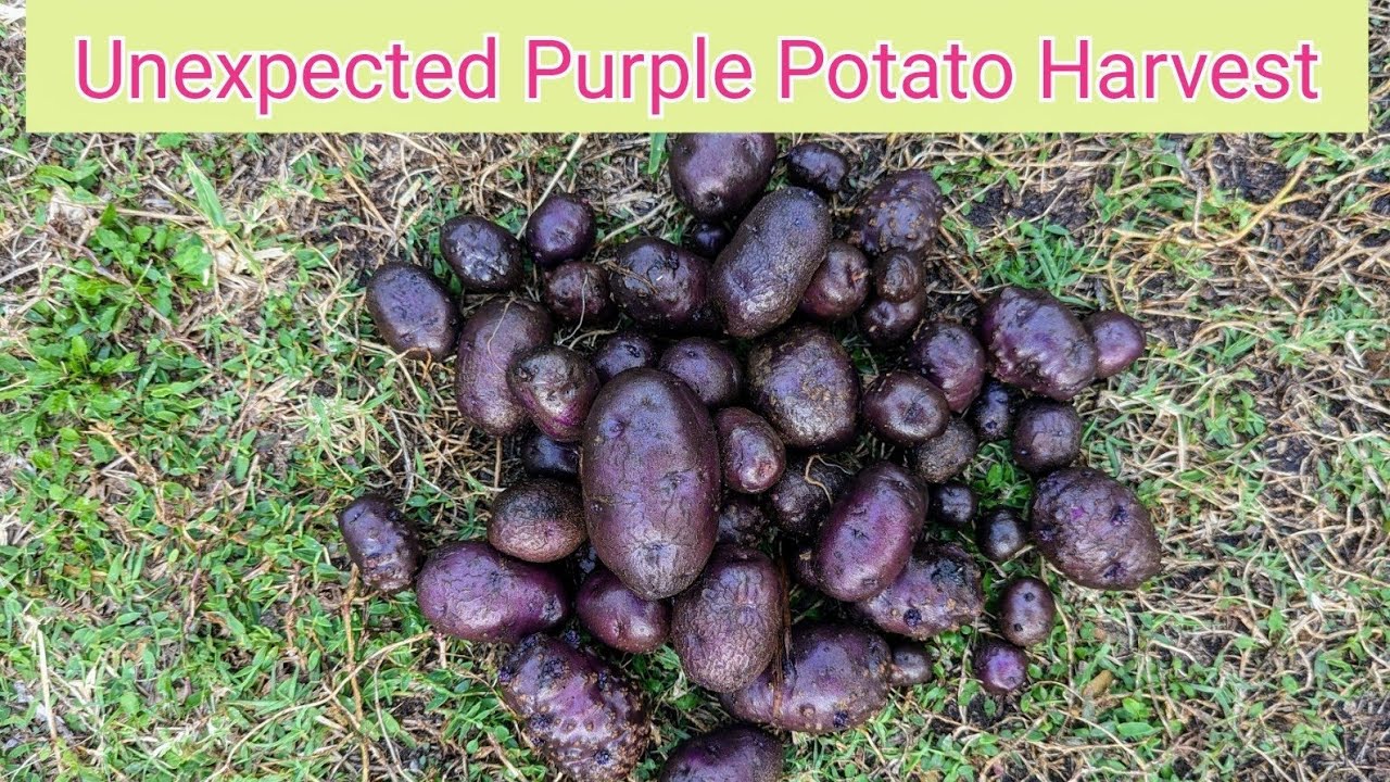 Unexpected harvest from 4 small sprouted potatoes  -Zone 9B