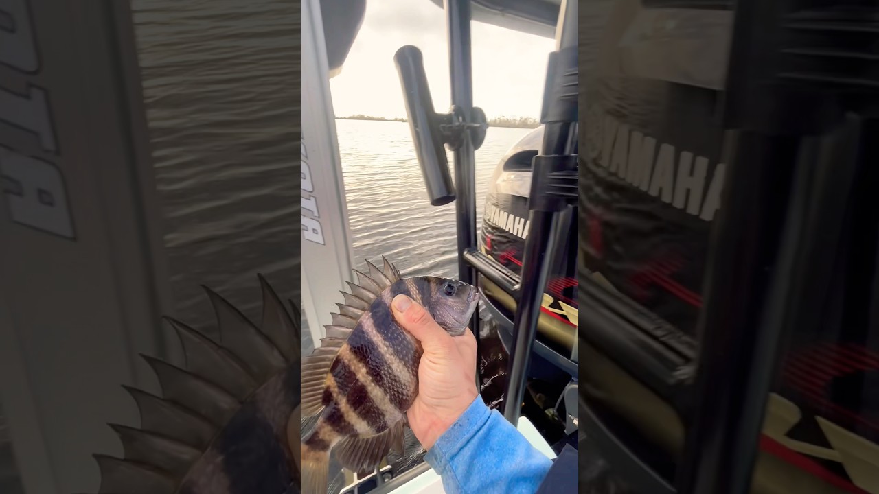Sheepshead release #fishing #sheepsheadfishing #redfish #skiff #marsh #inshorefishing #flatsfishing