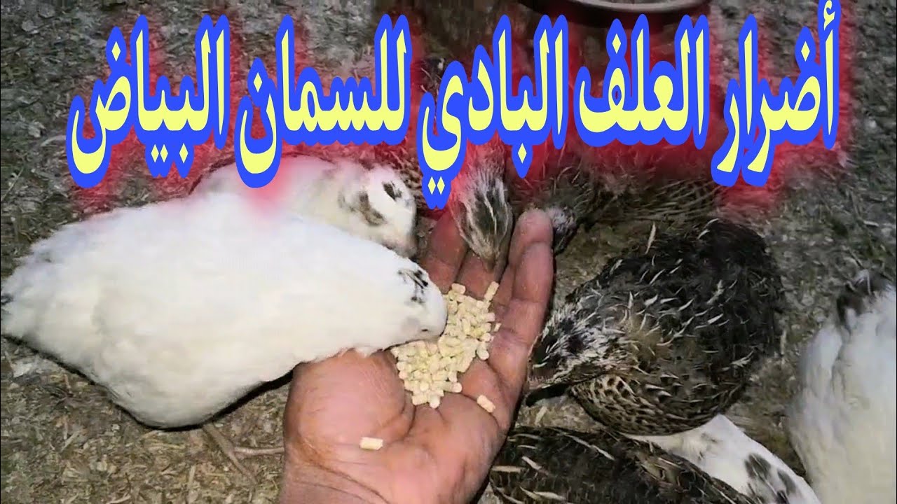 أضرار العلف البادي للسمان البياض