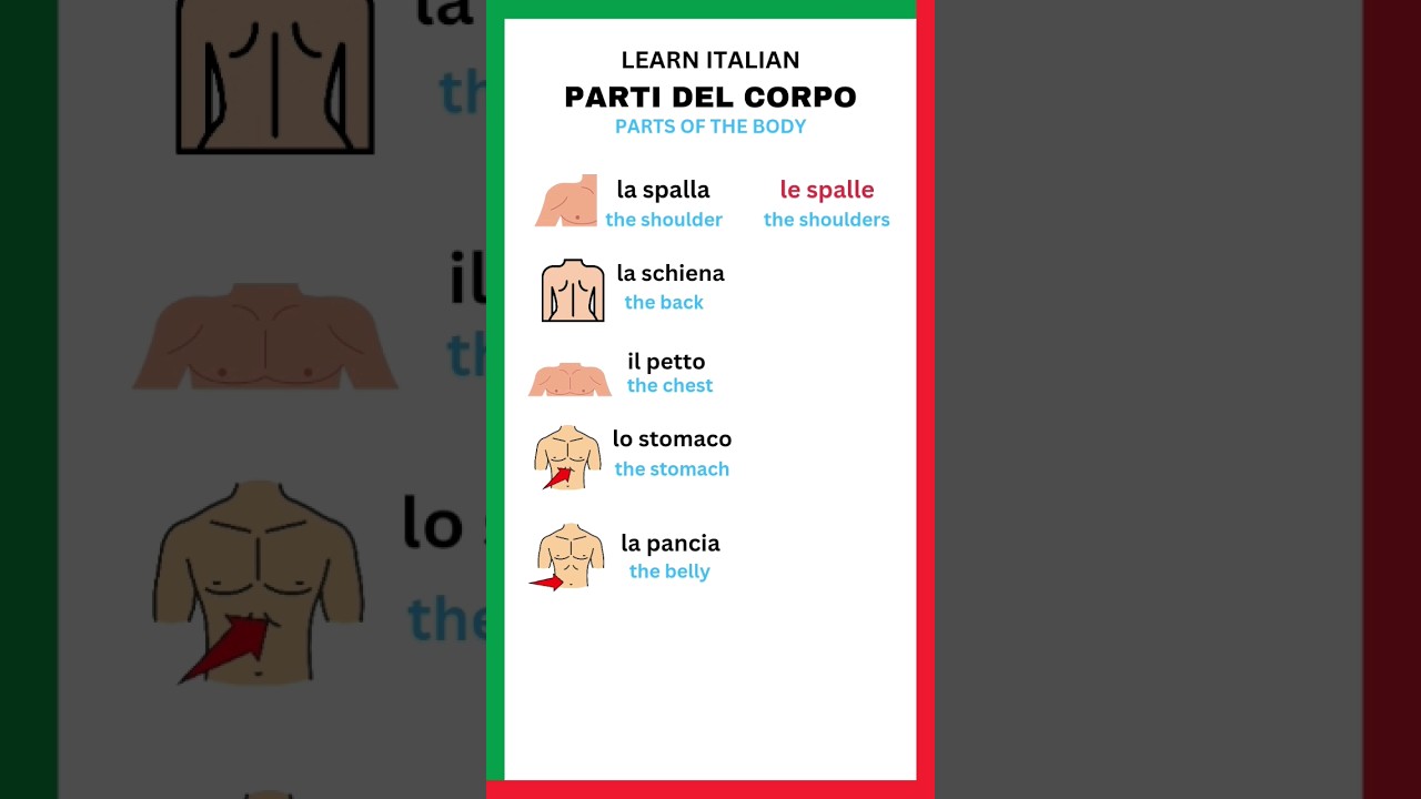 Parti del corpo in Italian PART 2 #learnitalian #italianlanguage #speakitalian #shorts