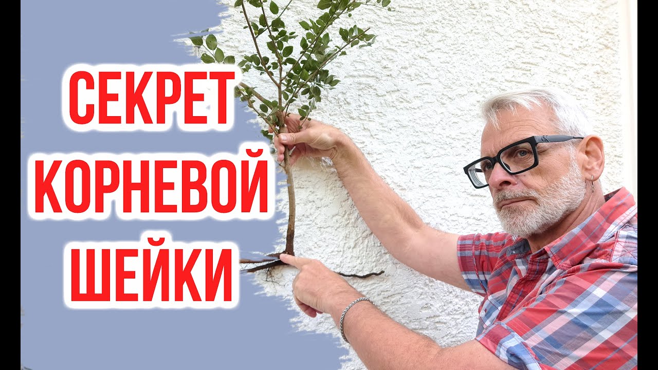Корневая шейка саженца. Почему это так важно /  Игорь Билевич