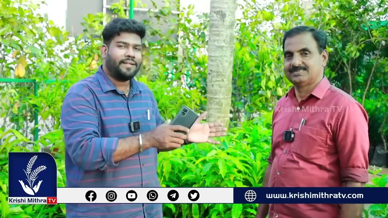 ചക്ക കായ്ച്ച പ്ലാവ് തൈകള്    3 ലക്ഷം തൈകൾ 35 രൂപയ്ക്ക്  ആരും തരാത്ത വിലയിൽ  കിട്ടാത്തവര്  വിളിച്ചോളൂ