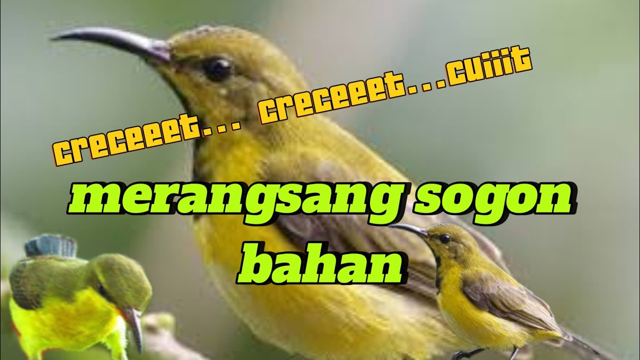 Cuitan sogon ijoan untuk merangsang emosi sogon bahan 