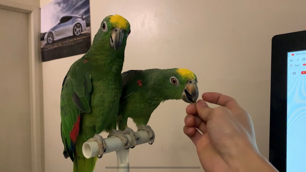 Parrot Talking | Amazon Parrot
