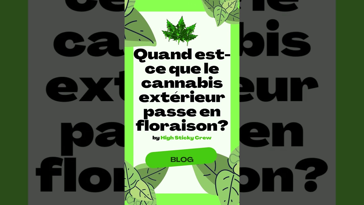 Quand est-ce que le cannabis ext&eacute;rieur passe en floraison