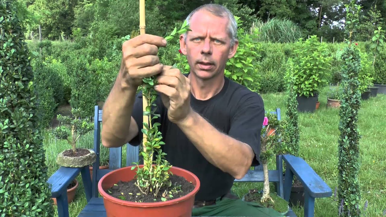 Buchsbaum Buxus Boxwood schneiden cutting Lars Melodie