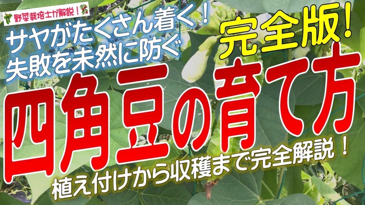 シカクマメの上手な育て方（種まきから収穫まで完全解説）四角豆栽培のコツとポイントが分
