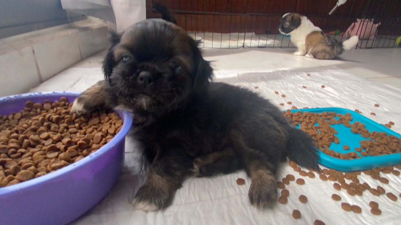 La ALIMENTACIÓN en el PERRO CACHORRO