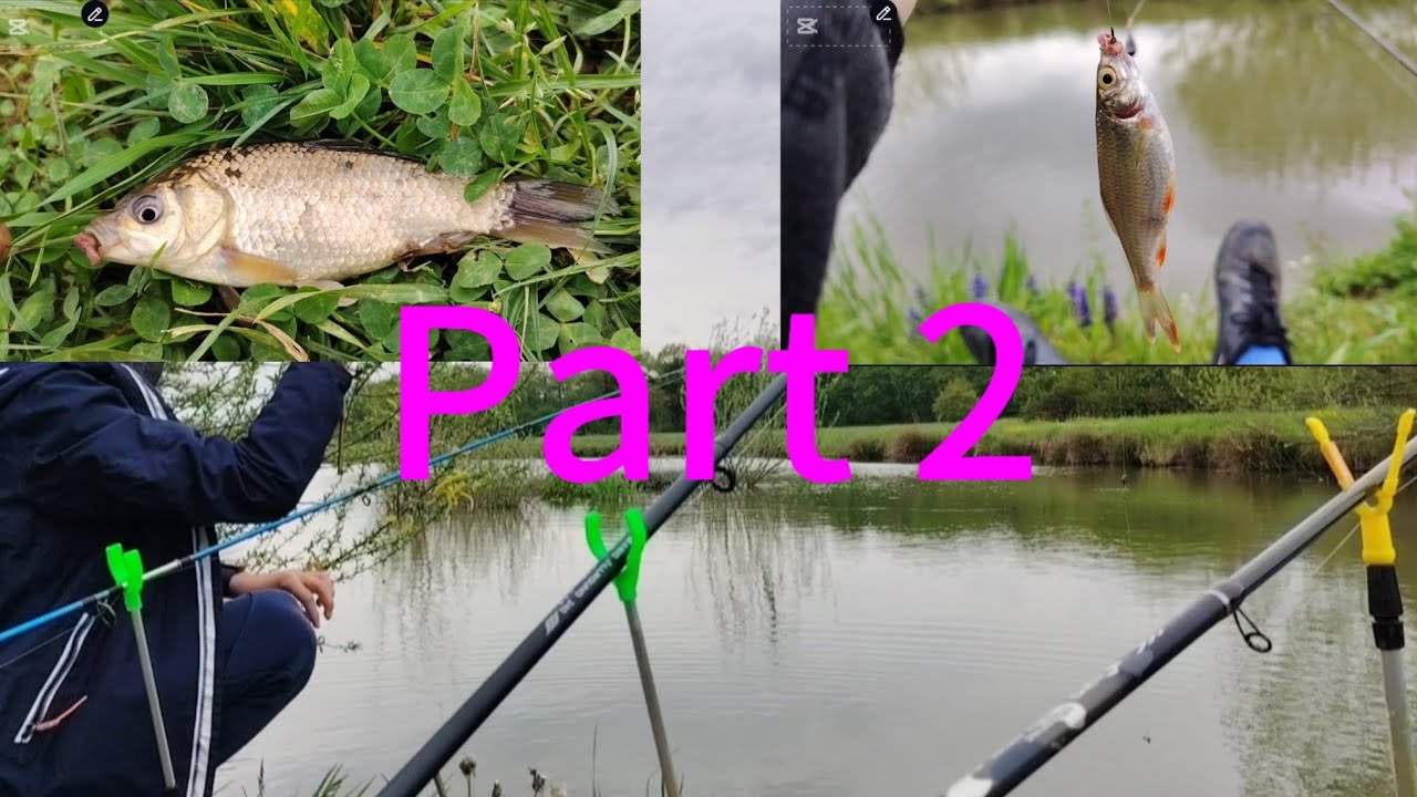 Babuške grizu k'o lude! Nastavak jučerašnjeg videa, poribljavanje bare.