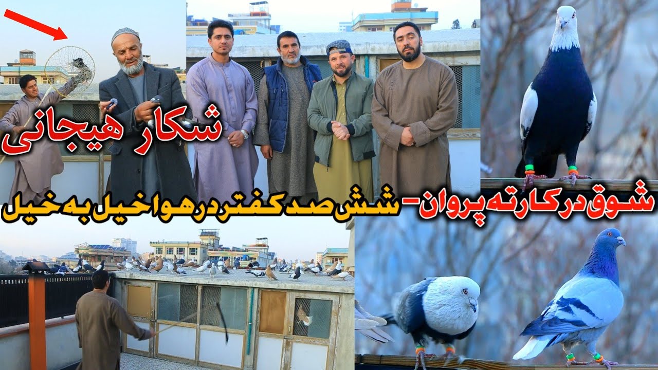 شکار جانانه و لحظات جالب - شش صد کفتر در هوا و ج.نگ ایازده خیل در کارته پروان || شوق با بزرگان شوق 