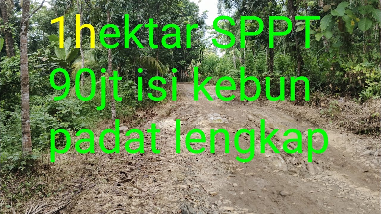 Terjual 90jt 1hektar SPPT isi kebun padat lengkap tanah paling murah hub Husen Bismilah 085695039878