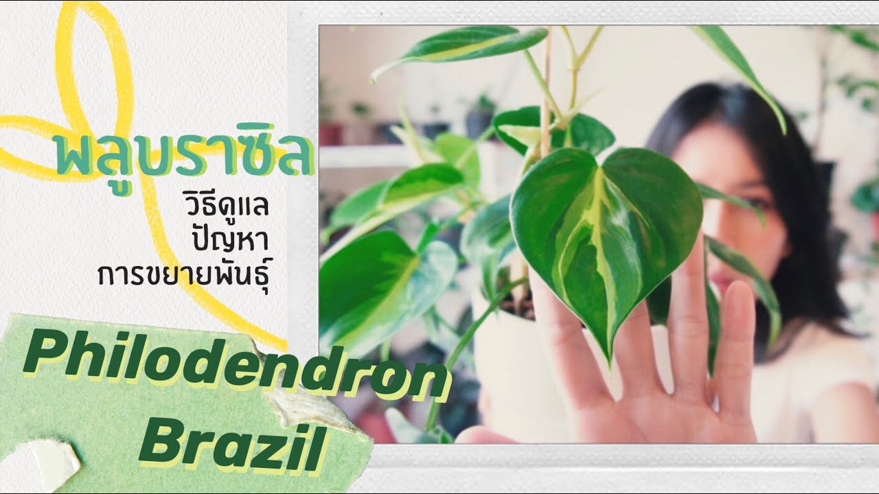 [วันละต้น] พลูบราซิล Philodendron Hederaceum 'Brasil' | วิธีดูแลพลูบราซิลให้สีสวย , การขยายพันธุ์