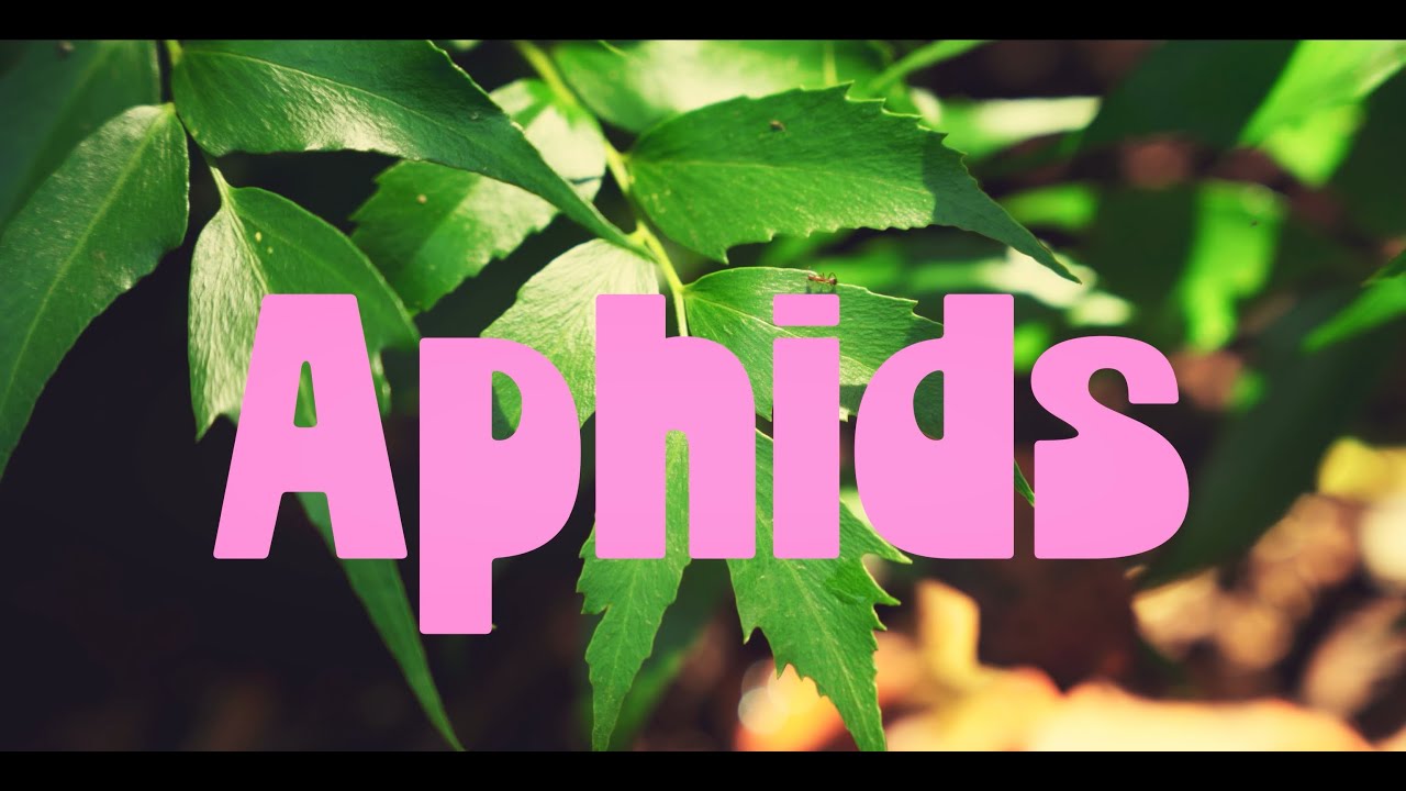 Aphids | Short Film Teaser