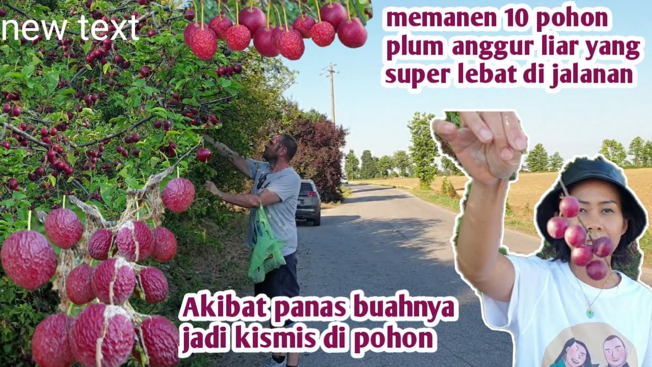 MEMANEN 10 POHON PLUM ANGGUR LIAR DI JALANAN BUAH NYA SAMPAI MENGERING JADI KISMIS ALAMI