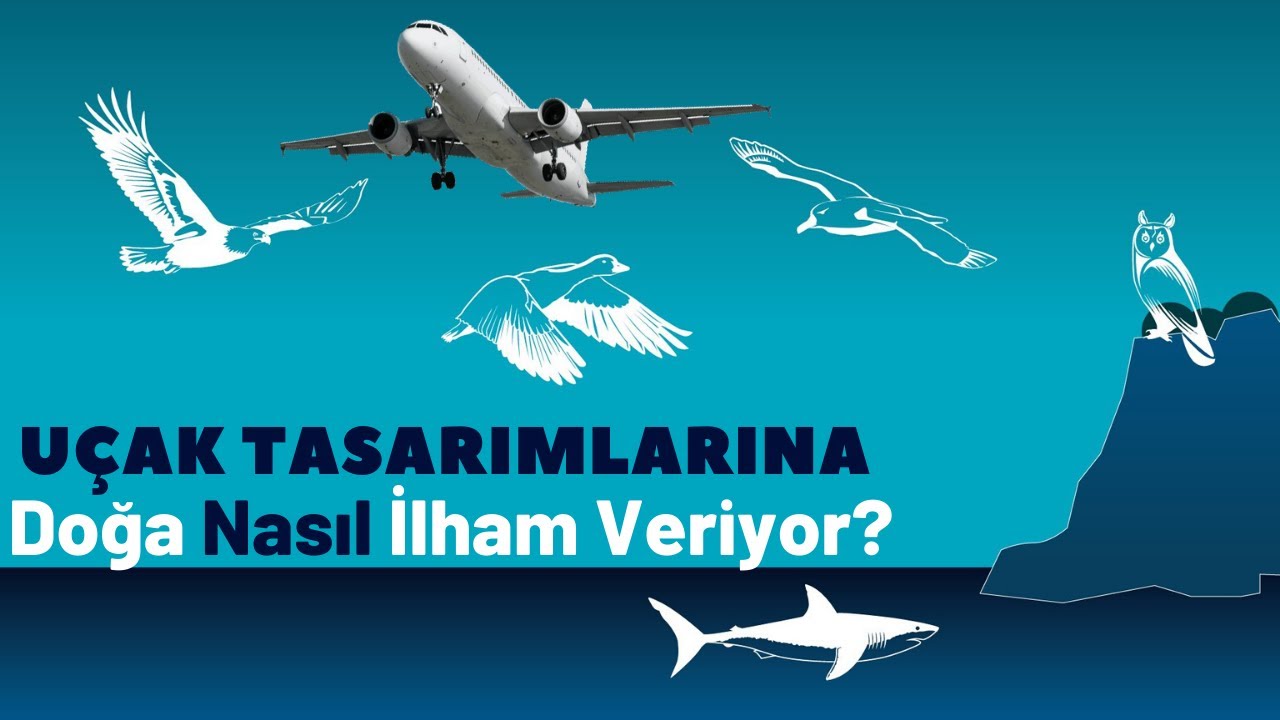 UÇAK TASARIMLARINDA DOĞANIN ETKİSİ! | BİYOMİMİKRİ