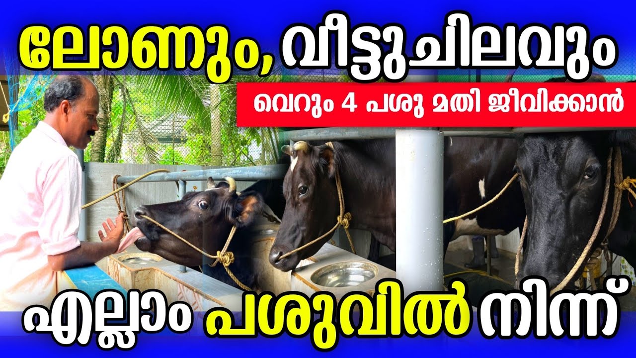 നാട്ടിൽ തന്നെ ലക്ഷങ്ങൾ വരുമാനം ഉണ്ടാക്കാം, പശു വളർത്തി 3 തരം ലാഭം.| Cow farming latest video