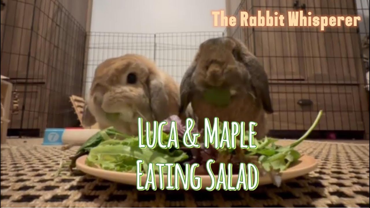 Luca & Maple Eating Salad ASMR