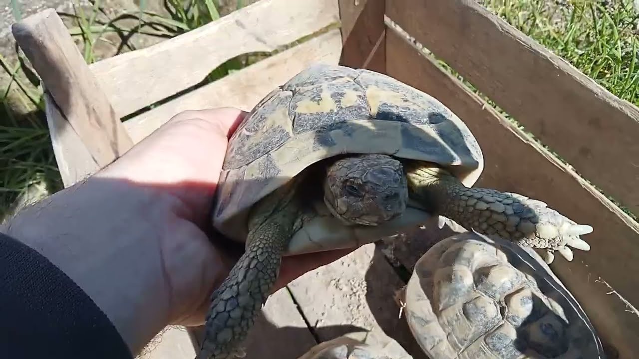 Liberiamo le tartarughe! Il letargo è finito!🐢🎉🎊