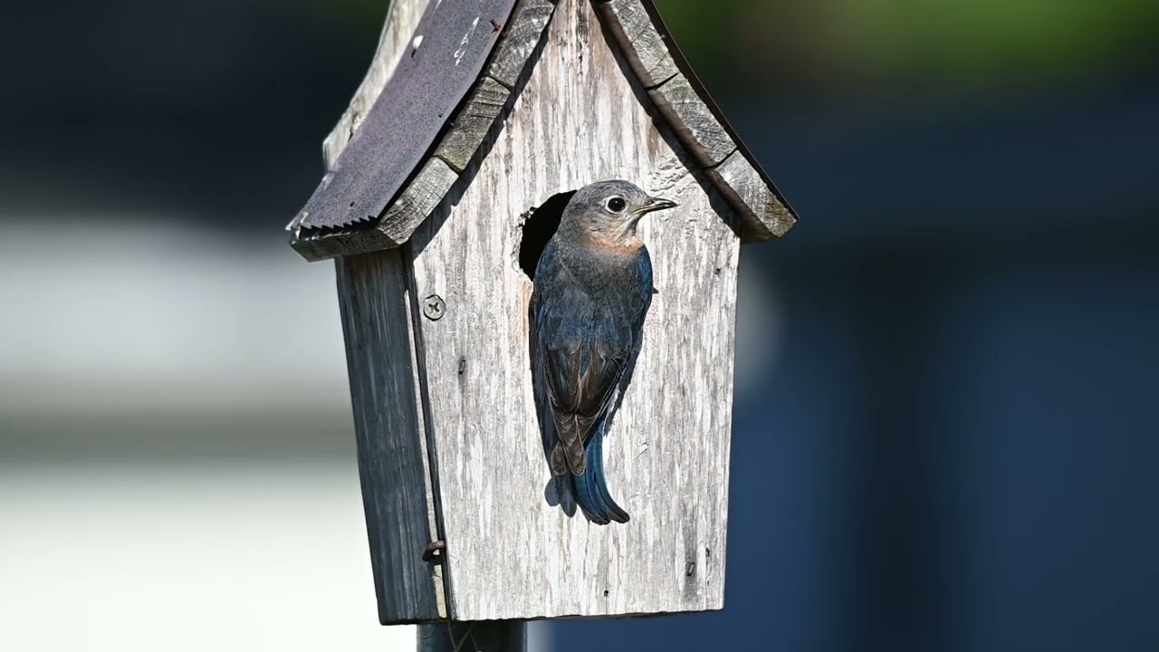 Eastern Bluebirds