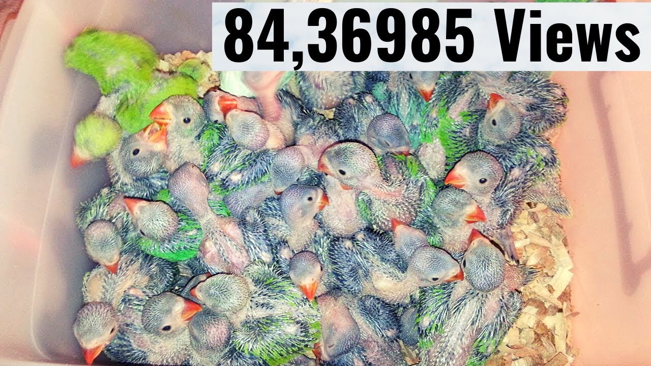 RingNeck Parrot - Grey Parrot Babies
