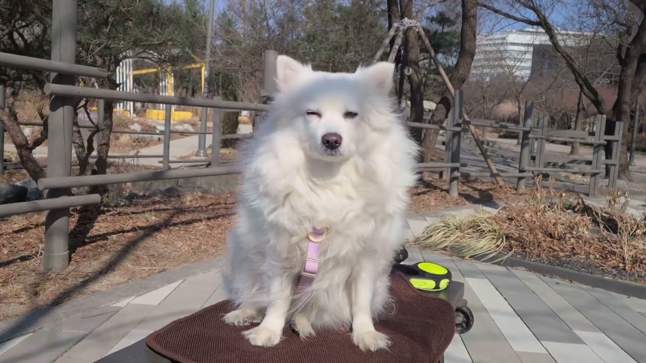 2026년 2월 8일#강아지 산책🐶