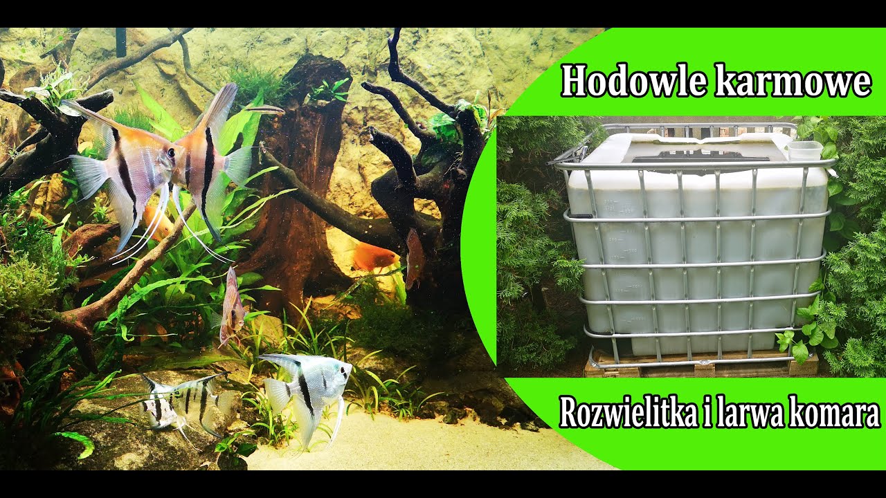 Hodowle karmowe dla ryb akwariowych część 1 - rozwielitka